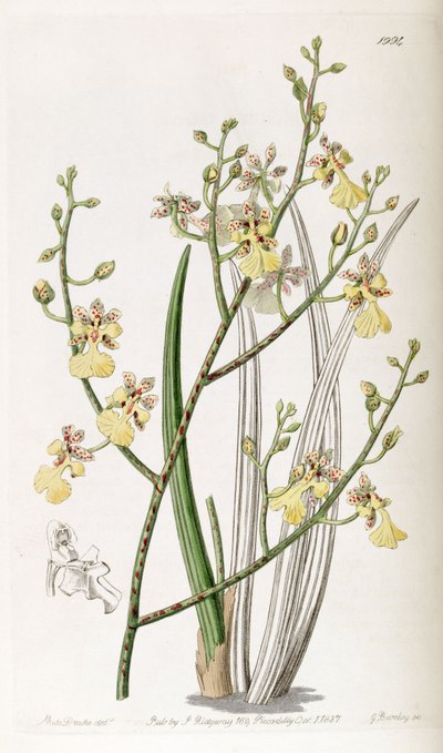 Oncidium cebolleta by Miss Drake